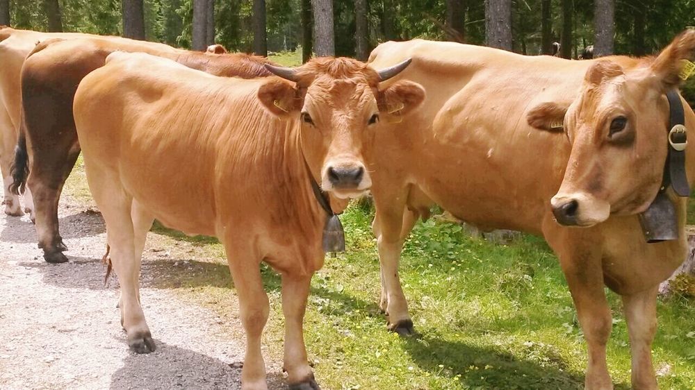 Gasthof Zum Rassen Garmisch-Partenkirchen járás Kültér fotó
